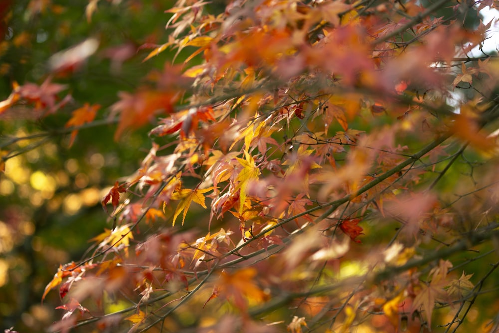 a close up of a tree with lots of leaves