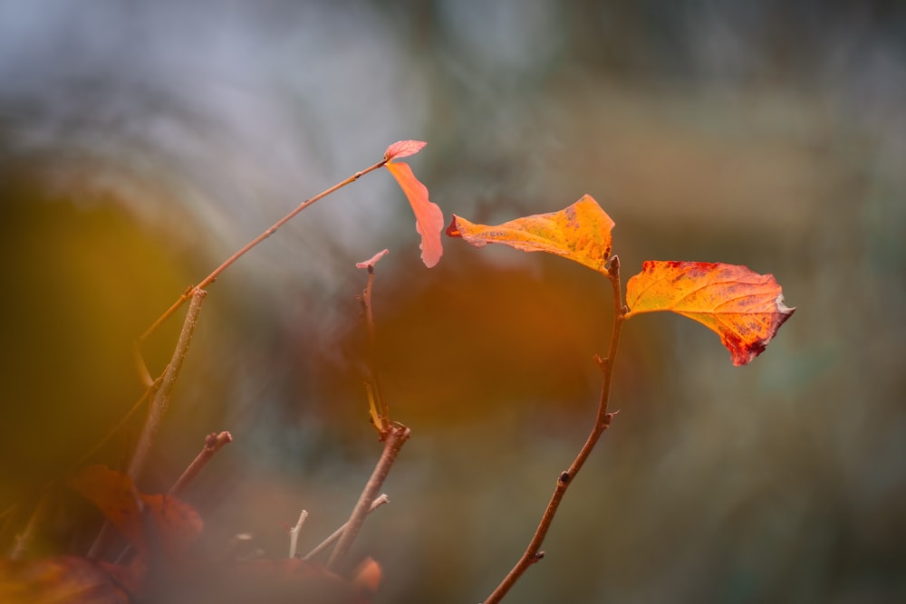 a close up of a leaf on a branch