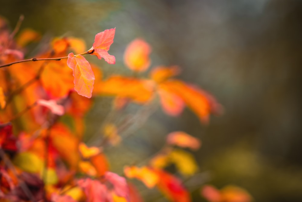 a branch with red and yellow leaves on it