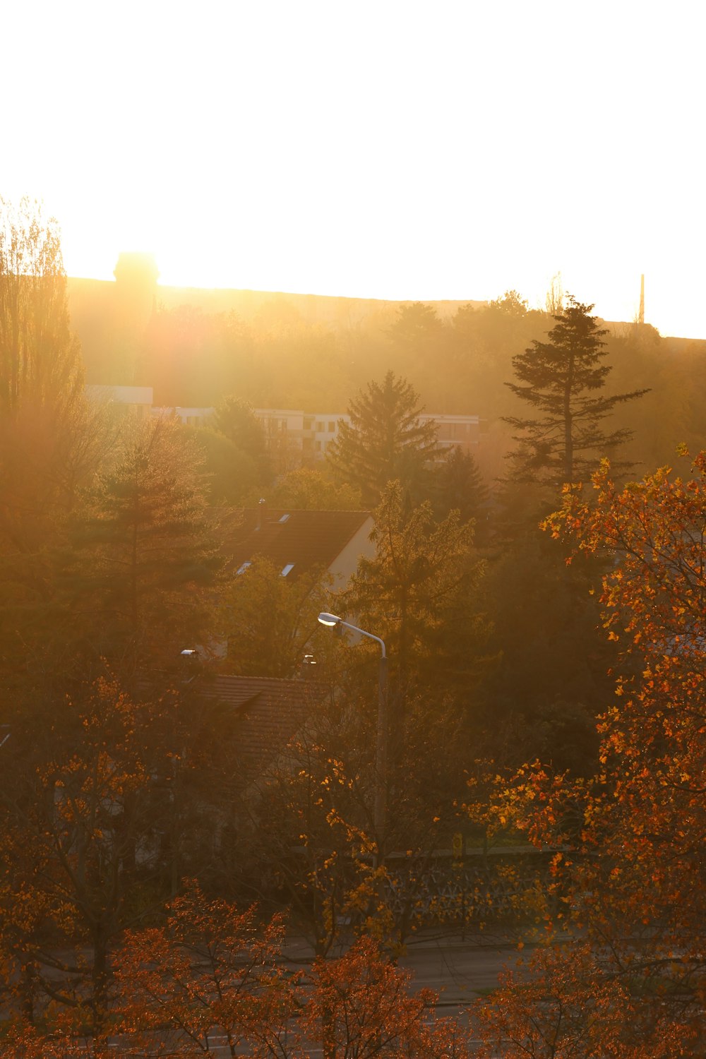 the sun shines brightly through the trees