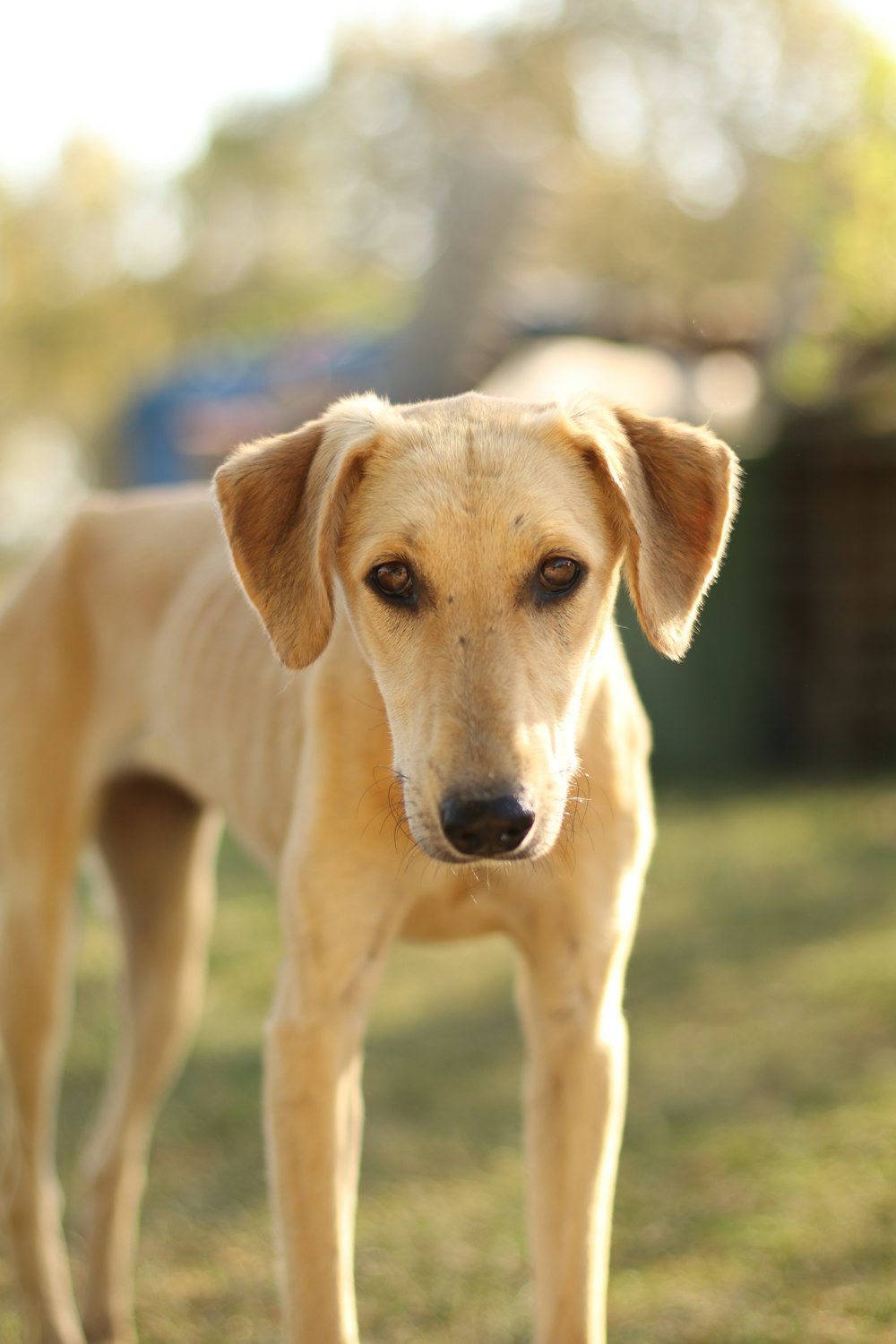 a brown dog standing on top of a lush green field