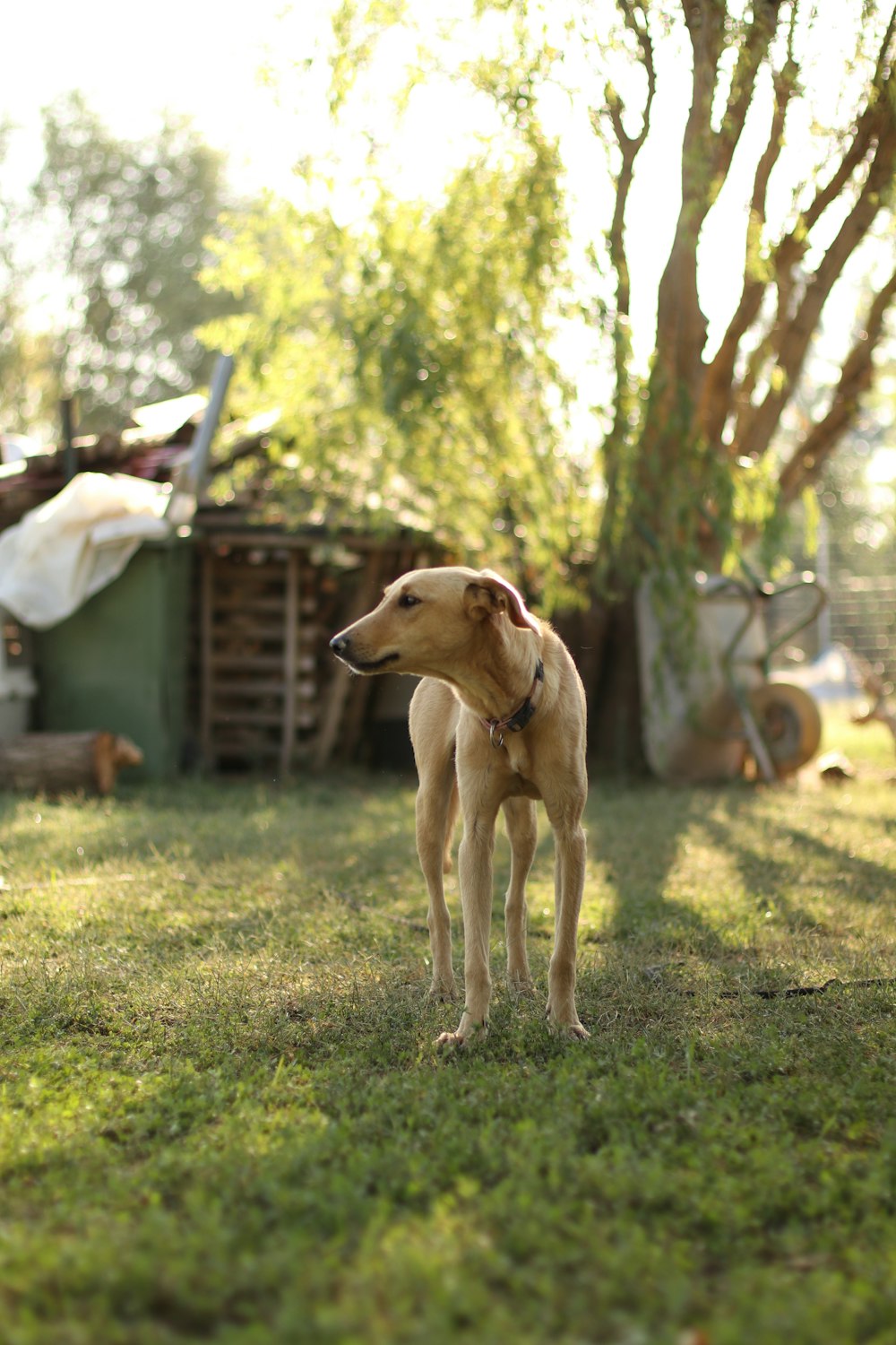 a brown dog standing on top of a lush green field