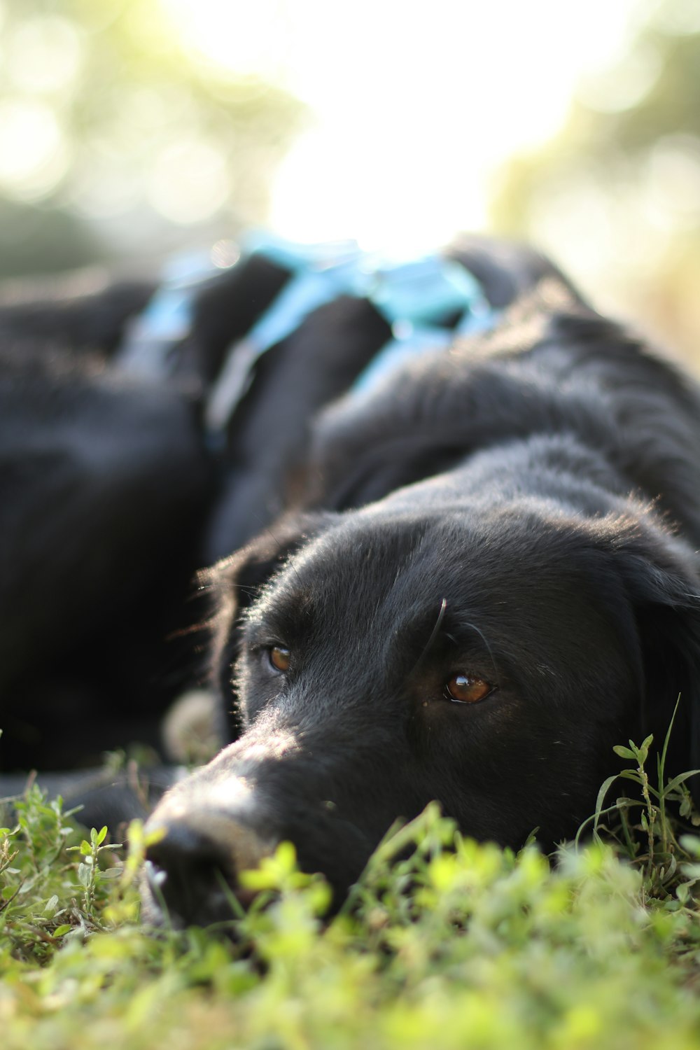 a black dog is laying in the grass