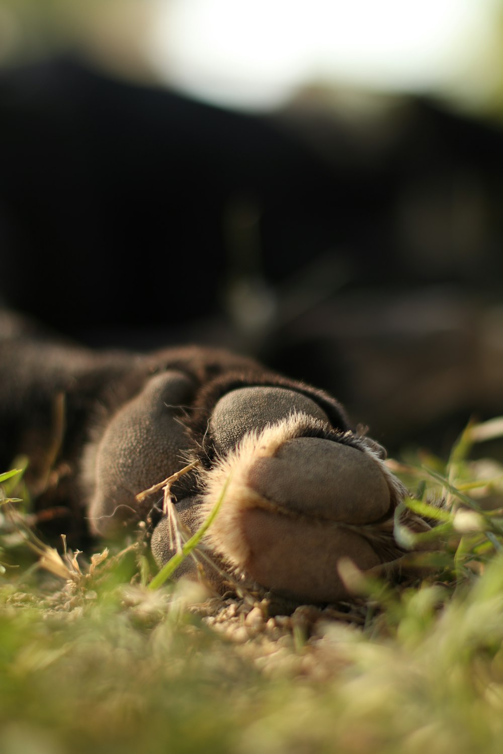 a close up of a dog laying in the grass