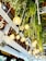 An arrangement of hanging light bulbs intertwined with green foliage, creating an artistic and lively installation. The lights give off a warm glow, contrasting with the lush greenery. The background features white structural elements and a wooden ceiling with beams.