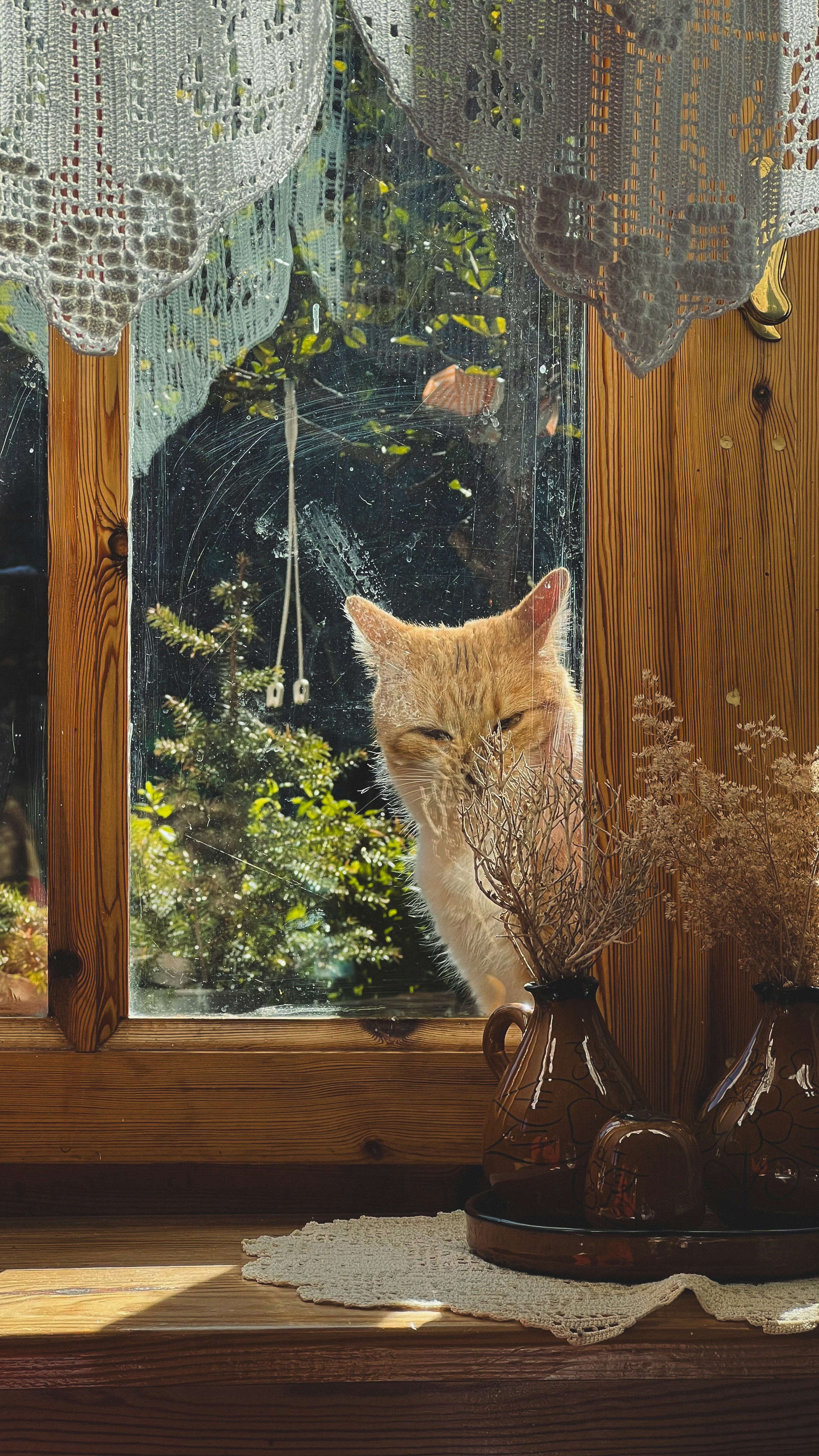A cat sitting on a window sill looking out the window photo – Free ...
