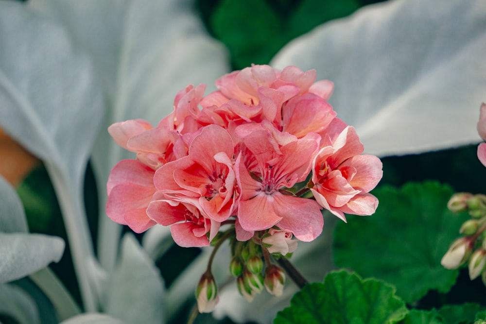 un primer plano de una flor rosa en una planta