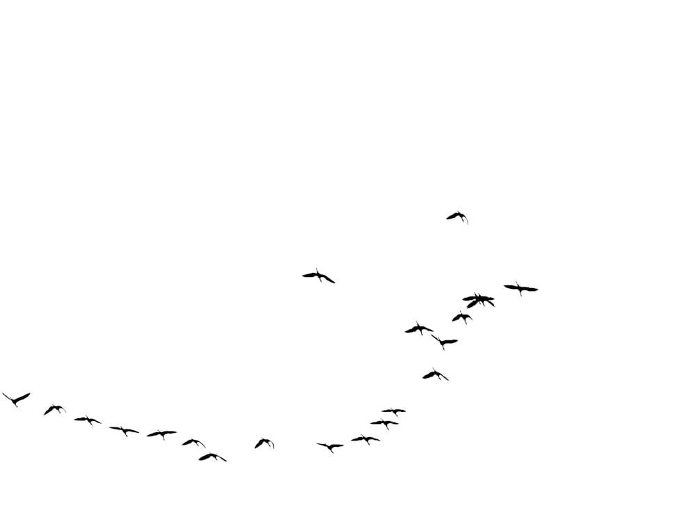 a flock of birds flying across a white sky