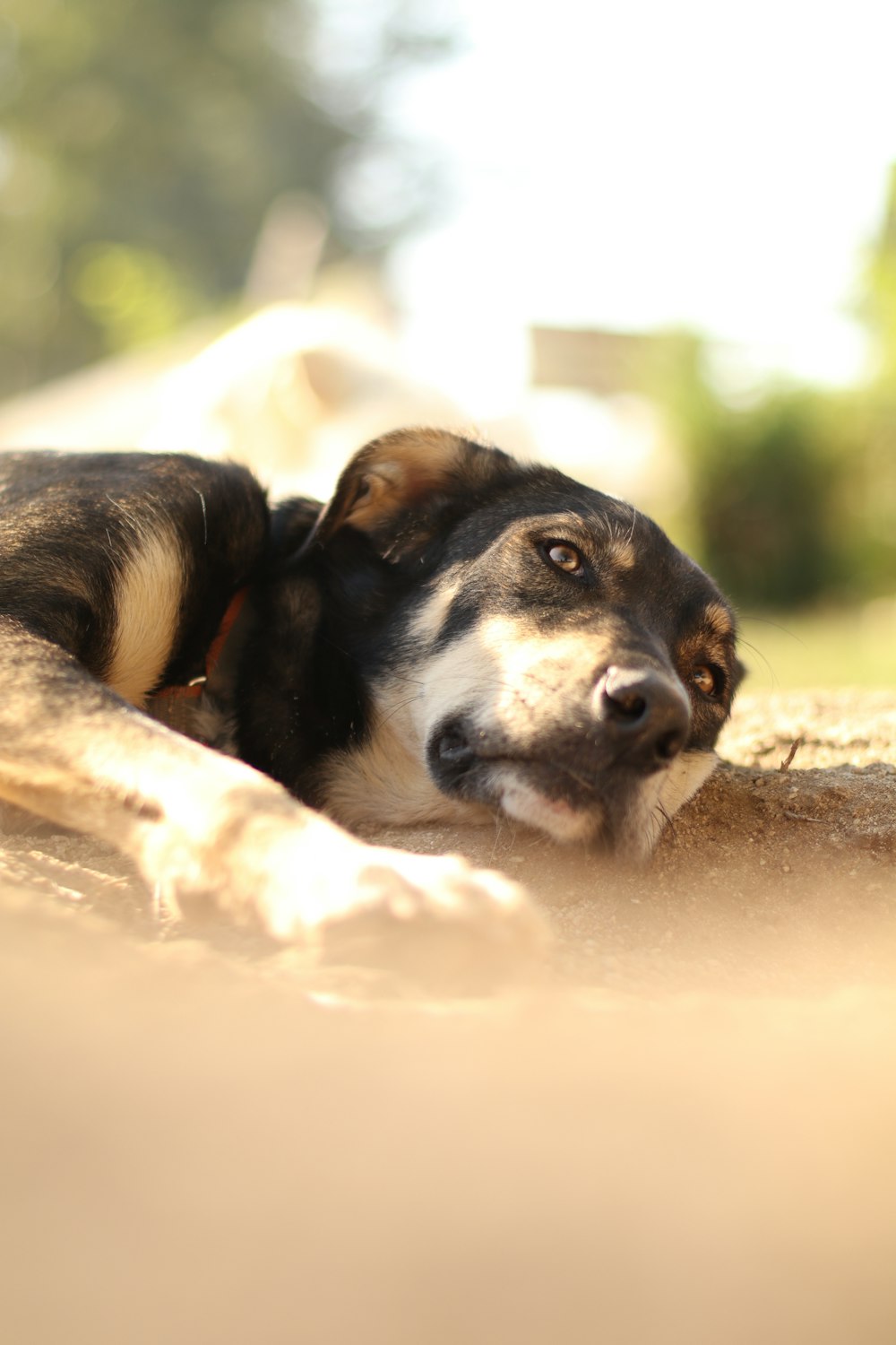 a black and white dog laying on the ground