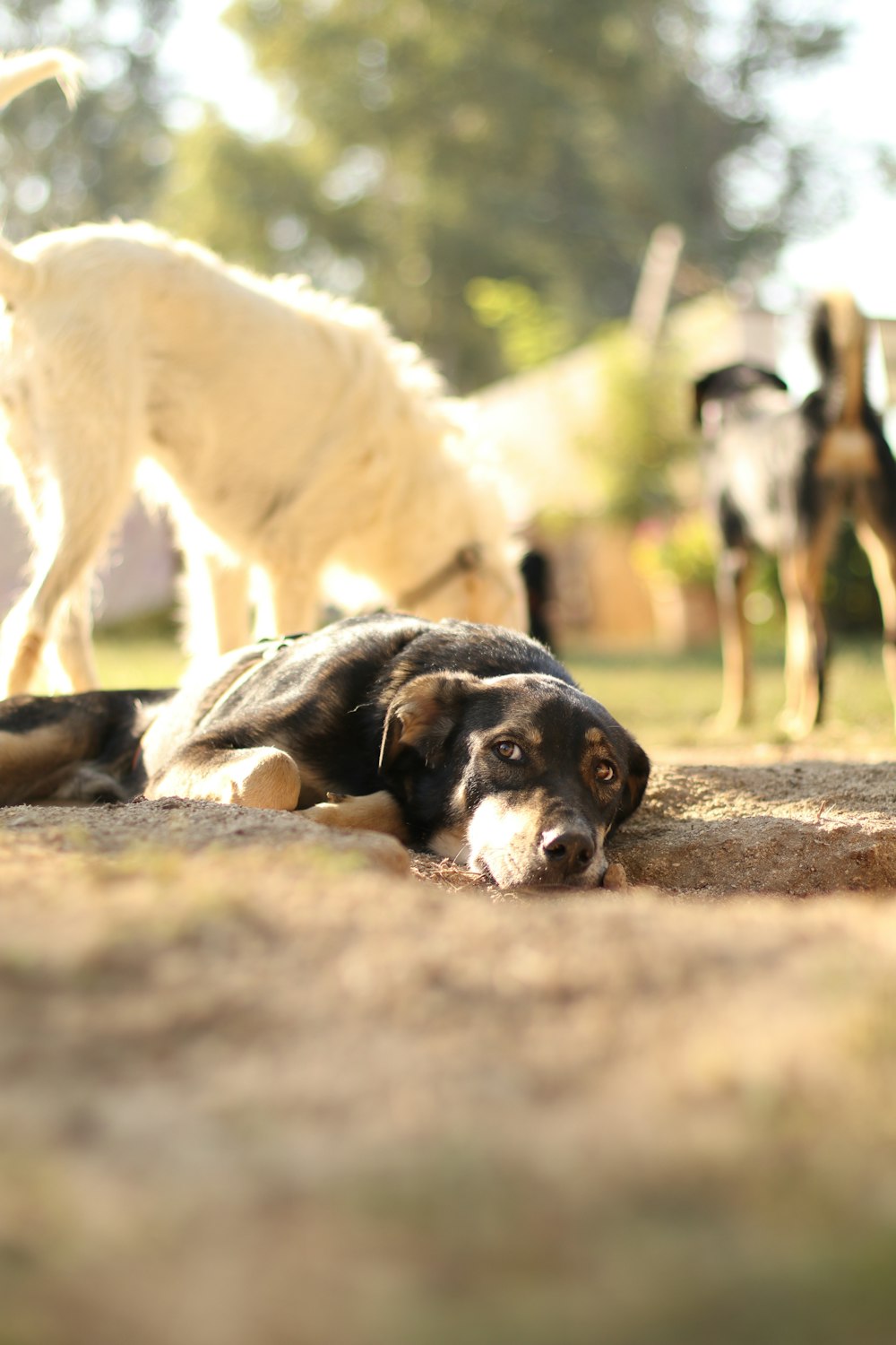 a dog laying on the ground in front of a group of dogs