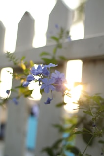 A smiling technician carefully applying softwash to a delicate garden fence surrounded by blooming flowers.