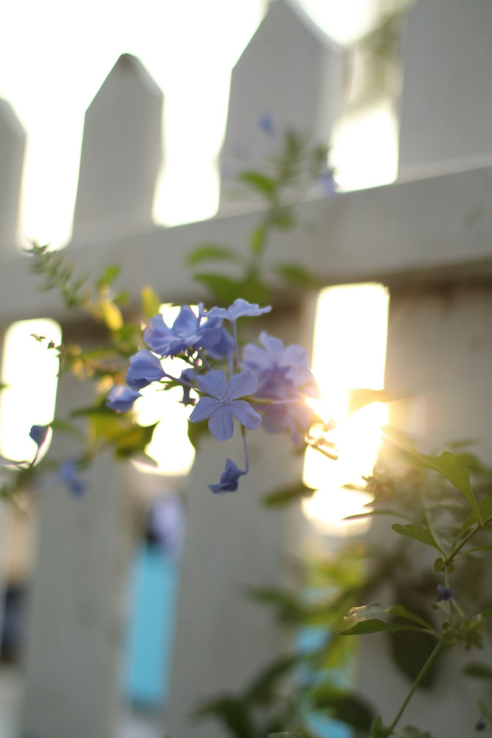 a white picket fence with blue flowers in the foreground