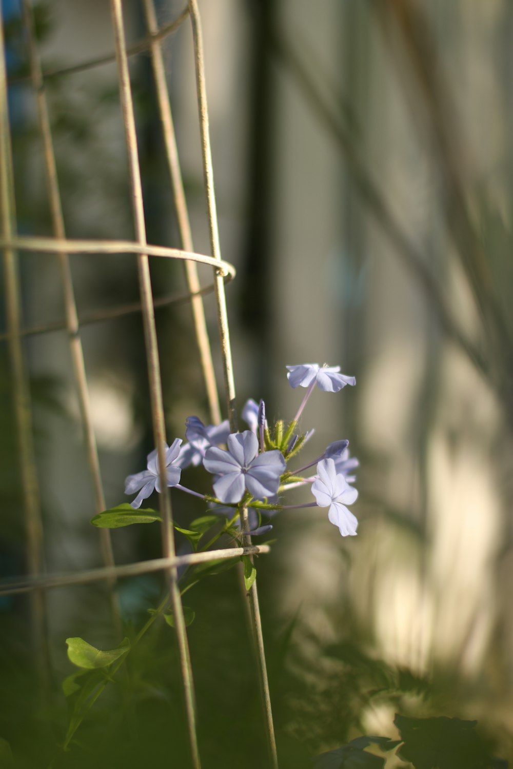 a bunch of blue flowers growing out of a wire fence