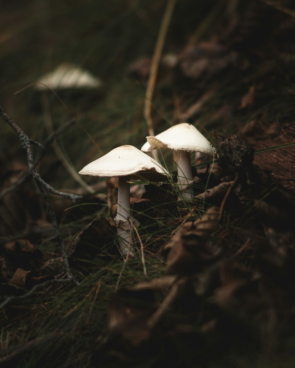 a couple of white mushrooms sitting on top of a forest floor