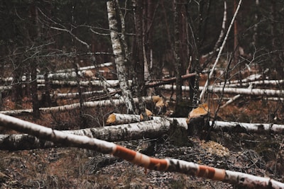 Numerous birch trees lie horizontally on the forest floor, freshly cut and scattered throughout a dense woodland area. The scene is surrounded by standing tree trunks and sparse brown undergrowth. Some of the stumps are visible, indicating recent logging activity.