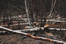 Numerous birch trees lie horizontally on the forest floor, freshly cut and scattered throughout a dense woodland area. The scene is surrounded by standing tree trunks and sparse brown undergrowth. Some of the stumps are visible, indicating recent logging activity.