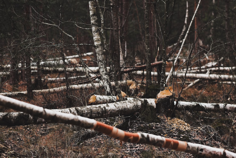 a forest filled with lots of dead trees