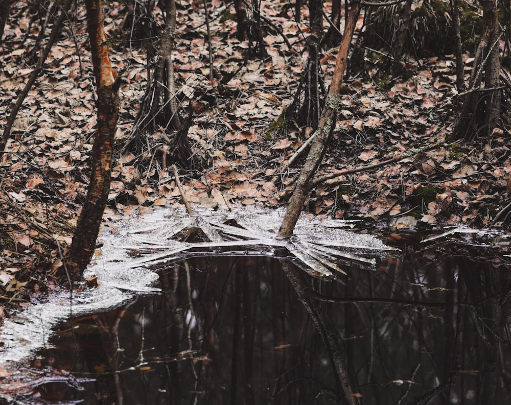 a puddle of water in the middle of a forest