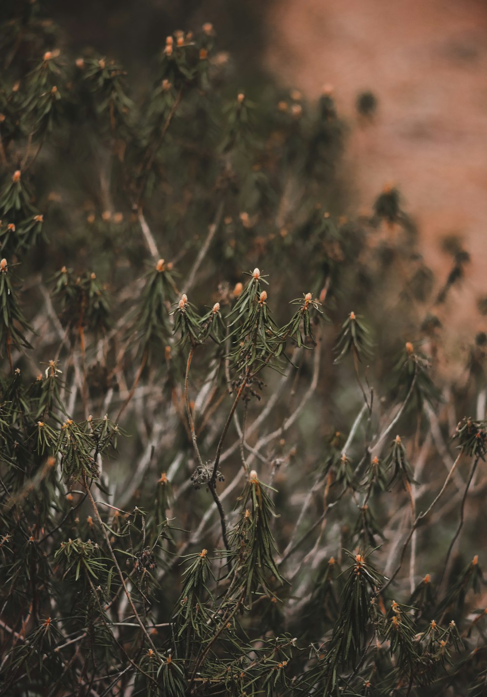 a close up of a plant with small flowers