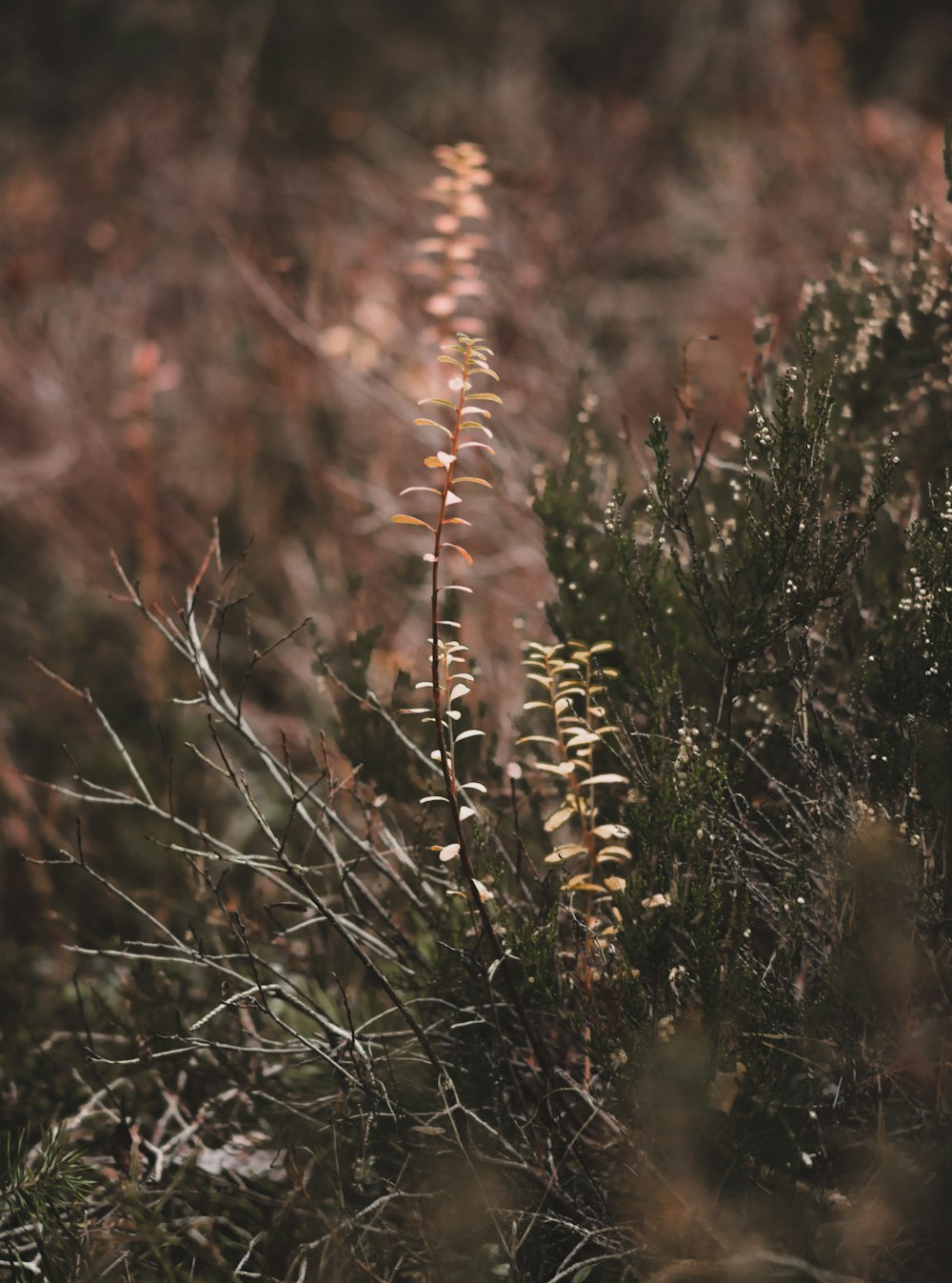 a close up of a plant in a field