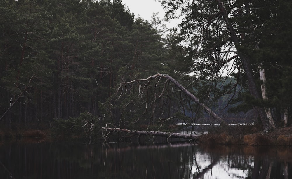 a fallen tree sitting in the middle of a lake