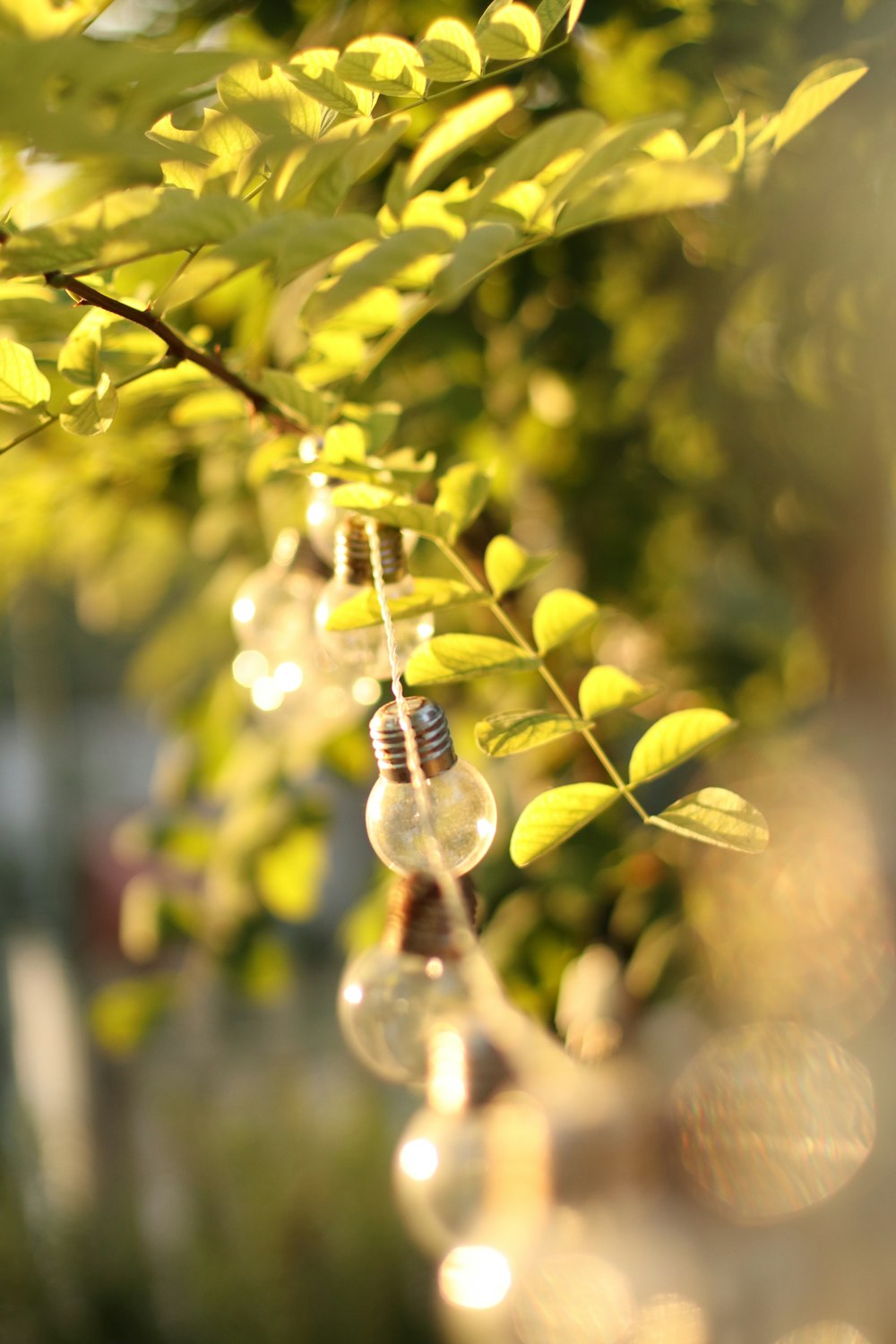 a bunch of light bulbs hanging from a tree