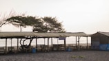 A beach setting with a simple wooden shelter and a corrugated metal roof. There are several benches underneath the shelter, positioned on a sandy area. In the background, there is a view of the ocean with gentle waves and sparse vegetation with some trees swaying in the wind.