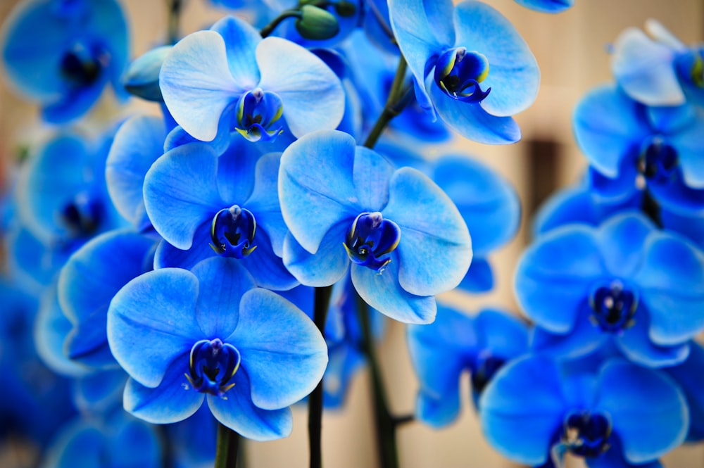 a bunch of blue flowers that are in a vase