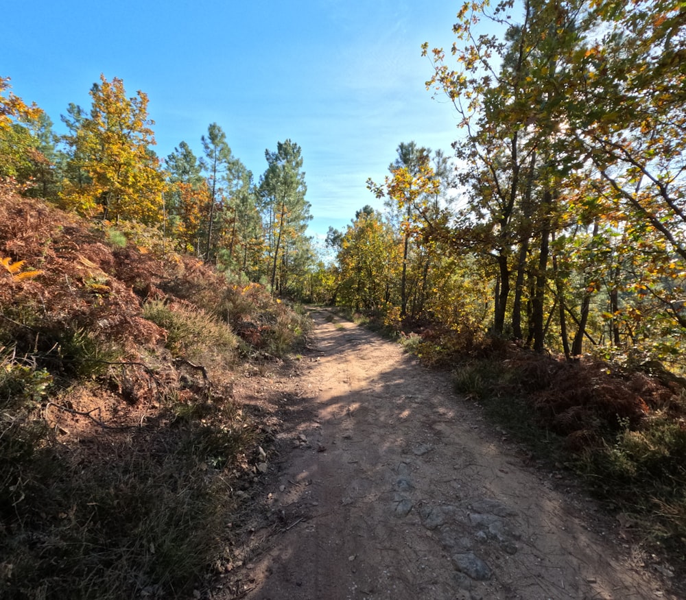 a dirt road in the middle of a forest