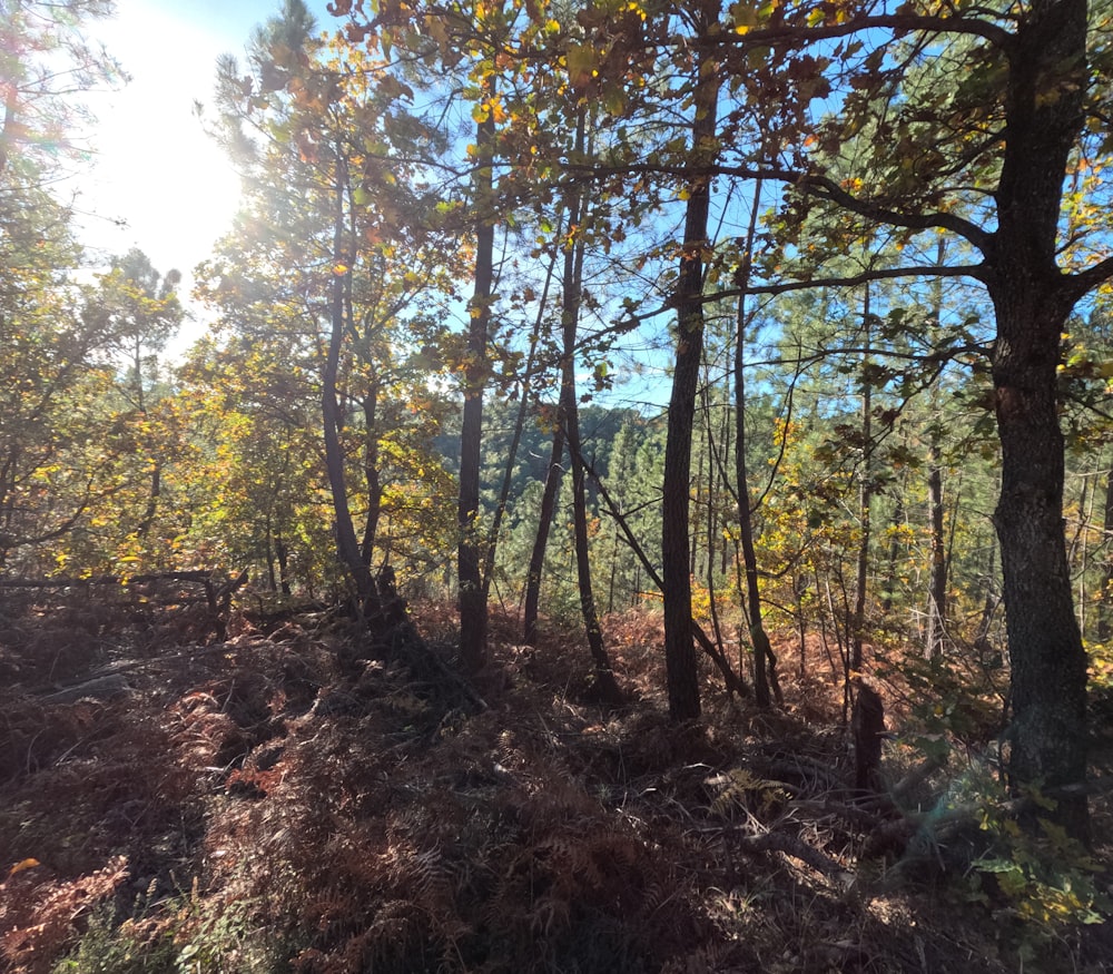 the sun shines through the trees in the woods