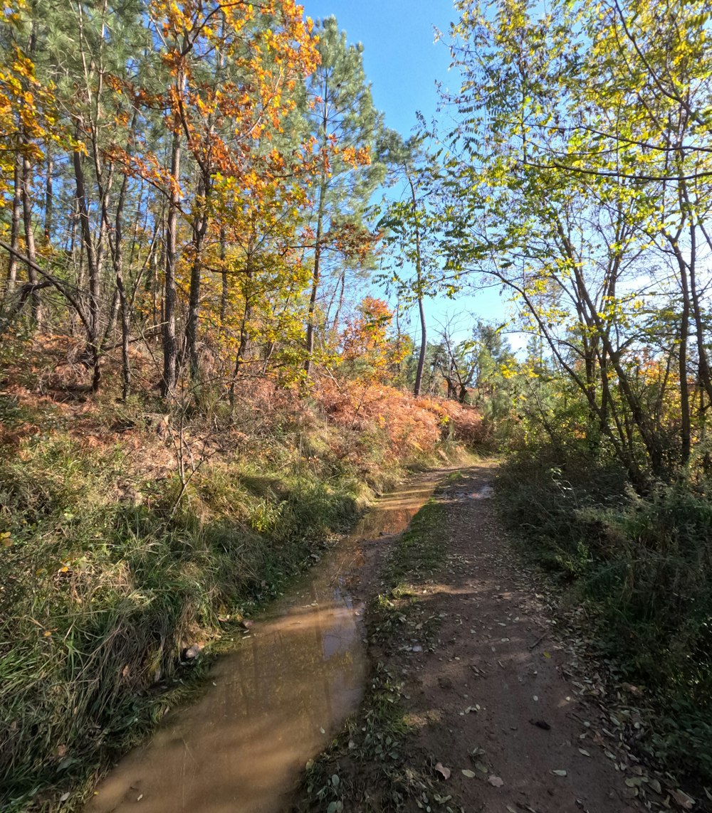 a dirt road in the middle of a forest