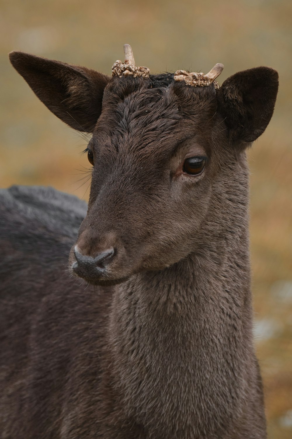 un bébé cerf avec une couronne sur la tête