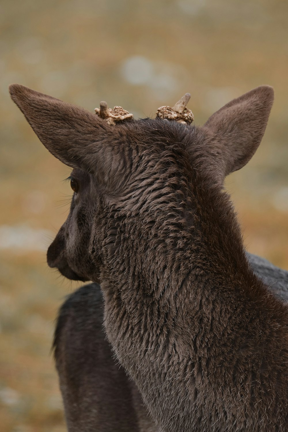 a close up of a goat with a bird on its head