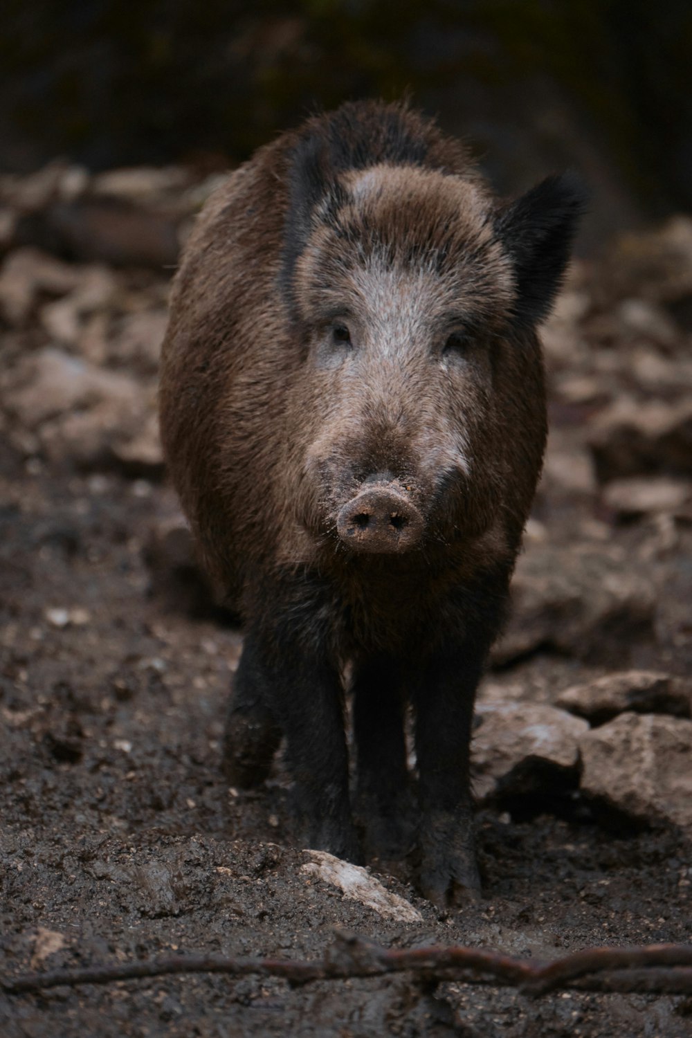 ein kleines Schwein, das auf einem Feld steht