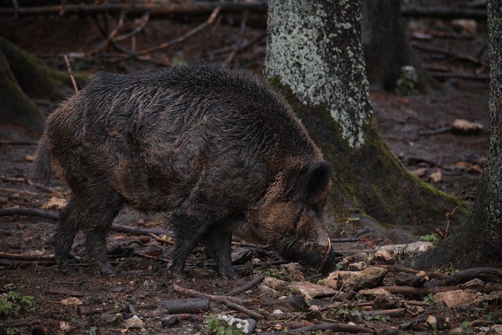a wild boar foraging for food in the woods