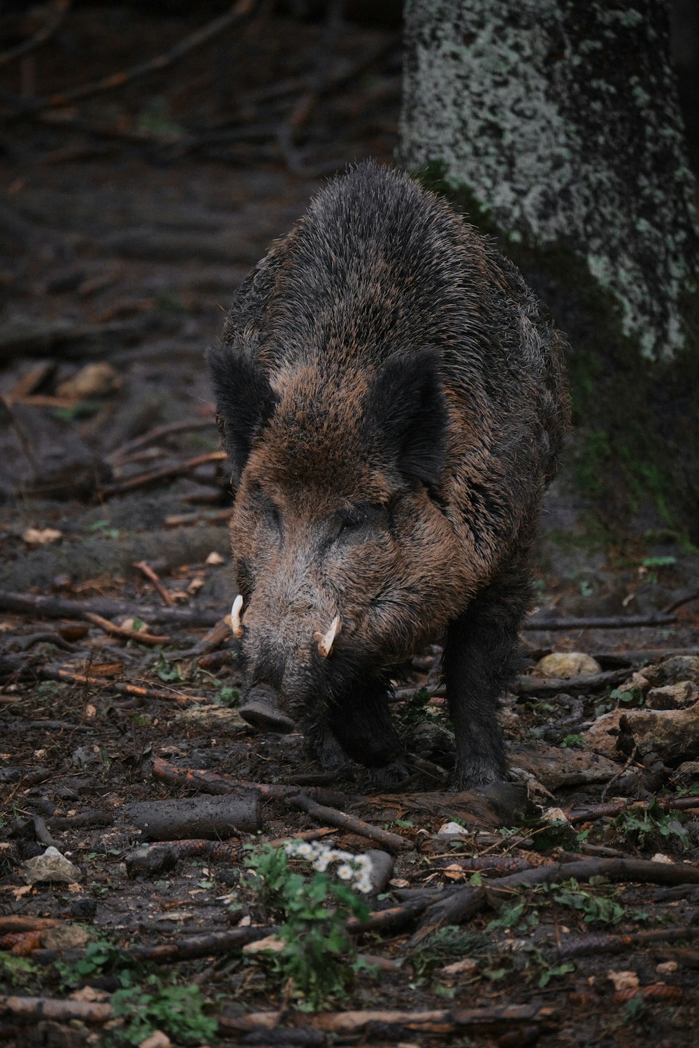 a brown bear walking through a forest next to a tree