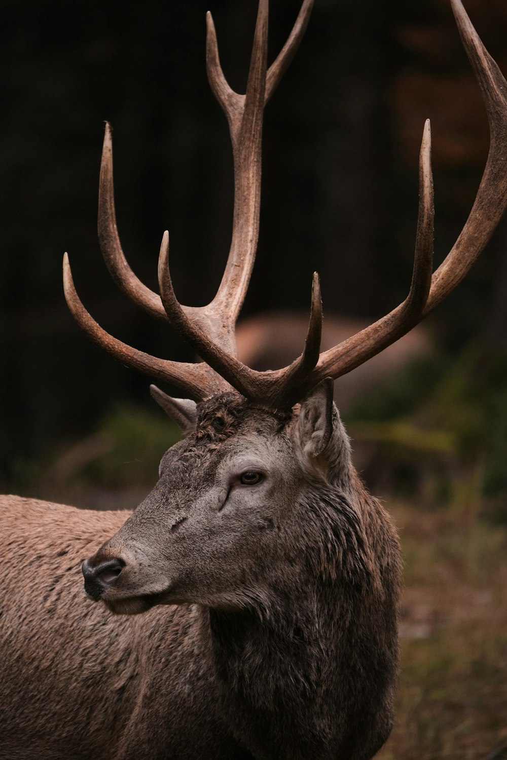 a close up of a deer with very large antlers
