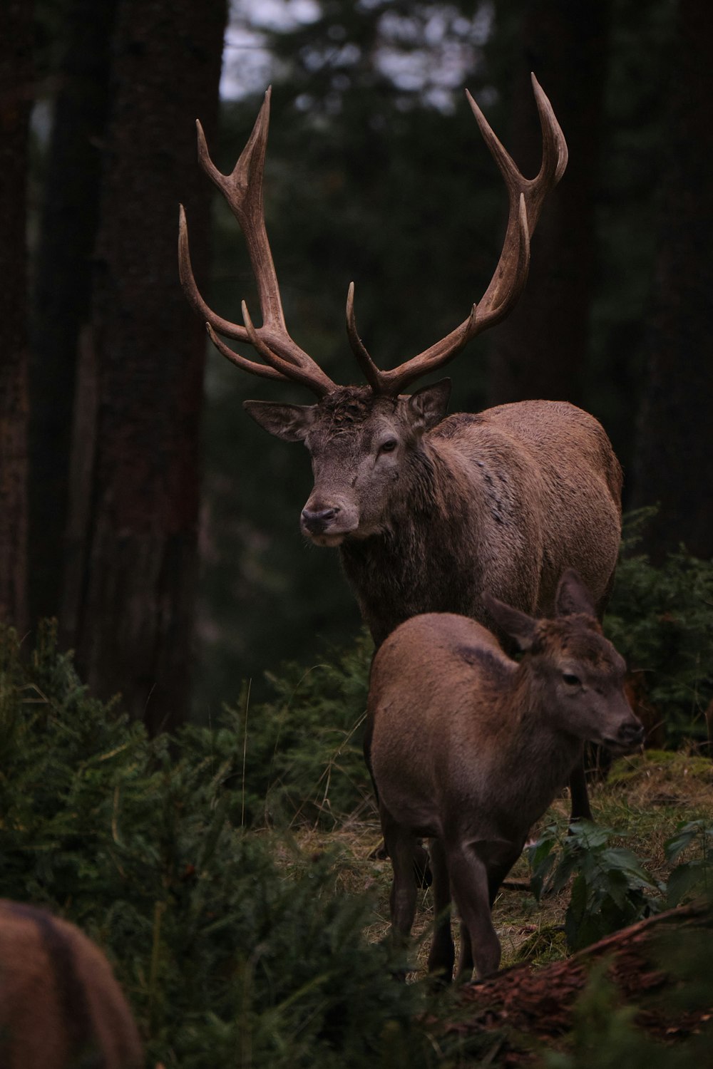 un couple de cerfs debout l’un à côté de l’autre dans une forêt