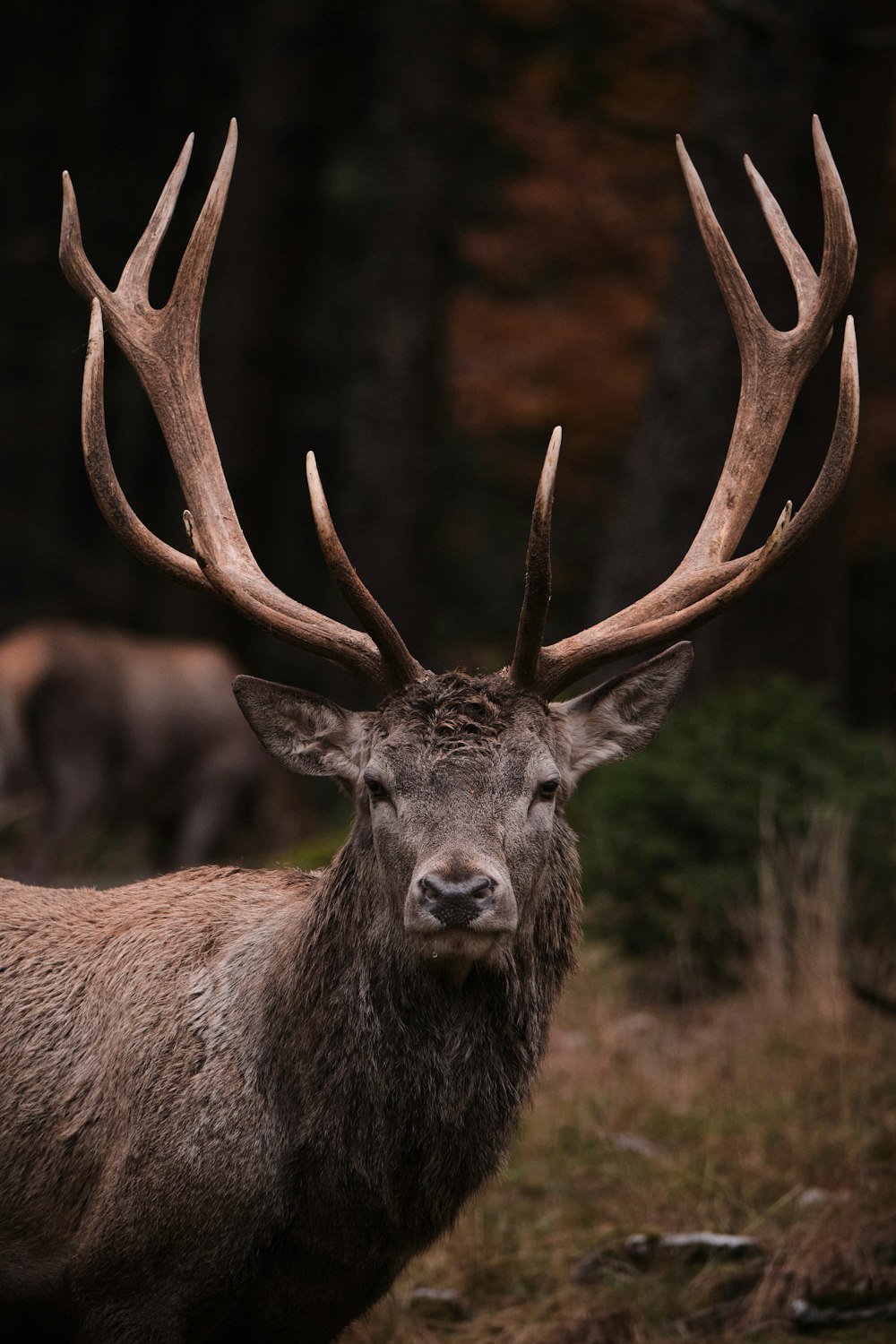 a close up of a deer with very large antlers