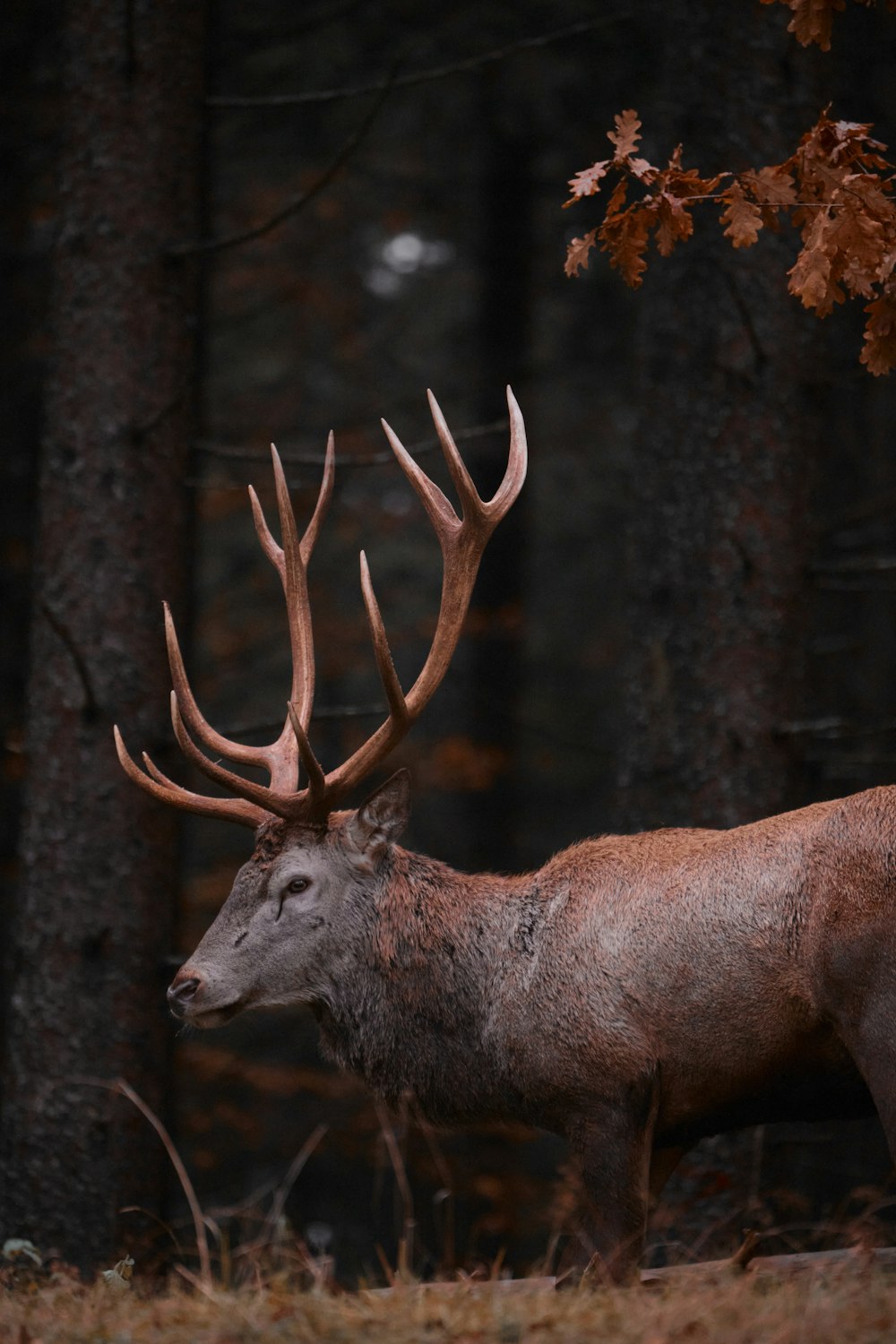 un ciervo con grandes astas parado en un bosque