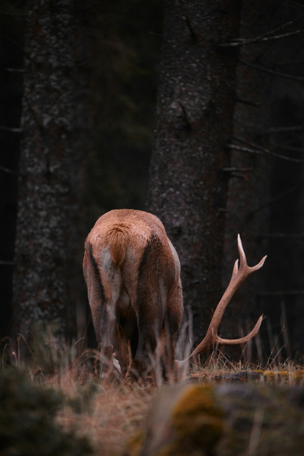 um cervo em pé em uma floresta ao lado de algumas árvores