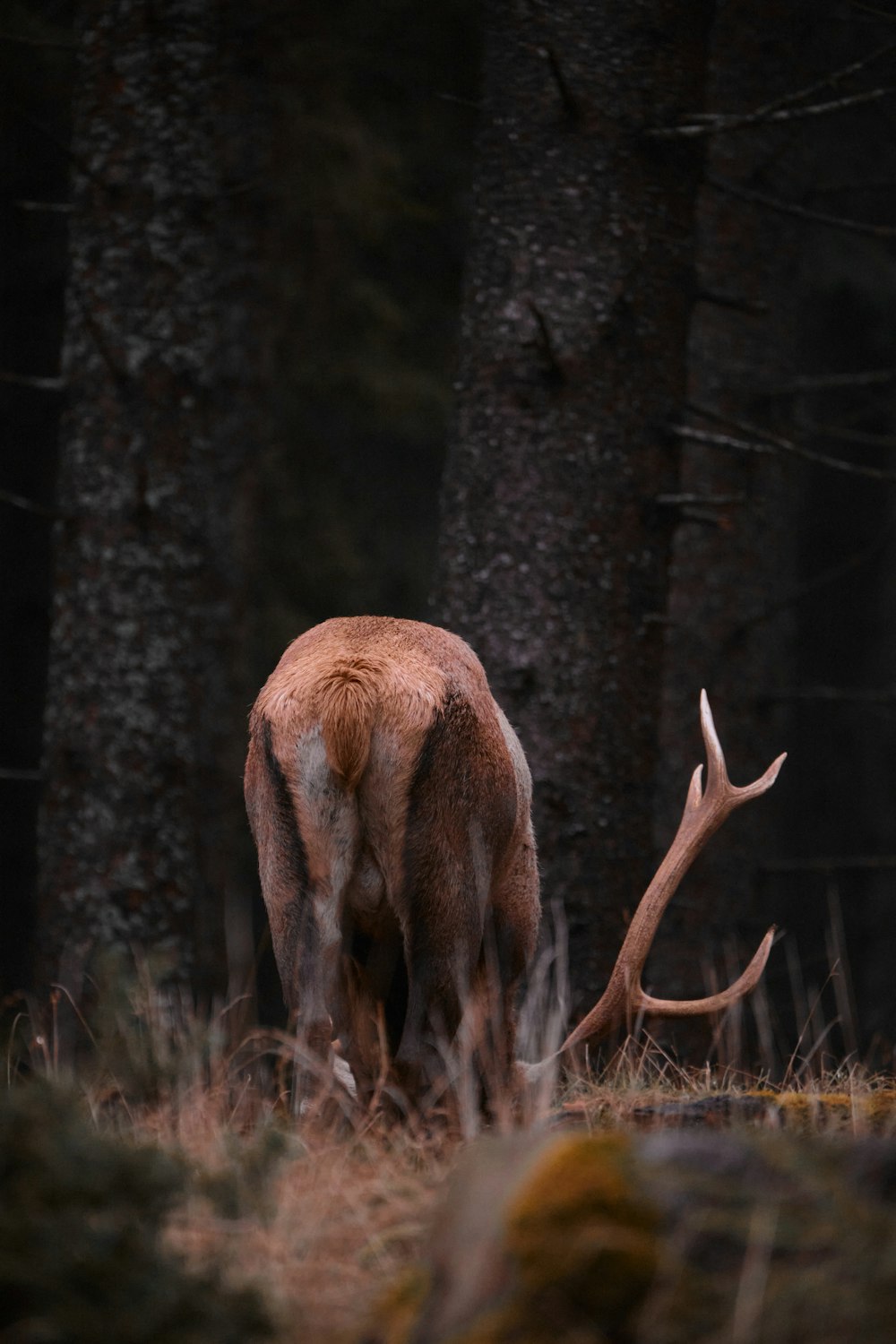 ein Reh, das in einem Wald neben einigen Bäumen steht