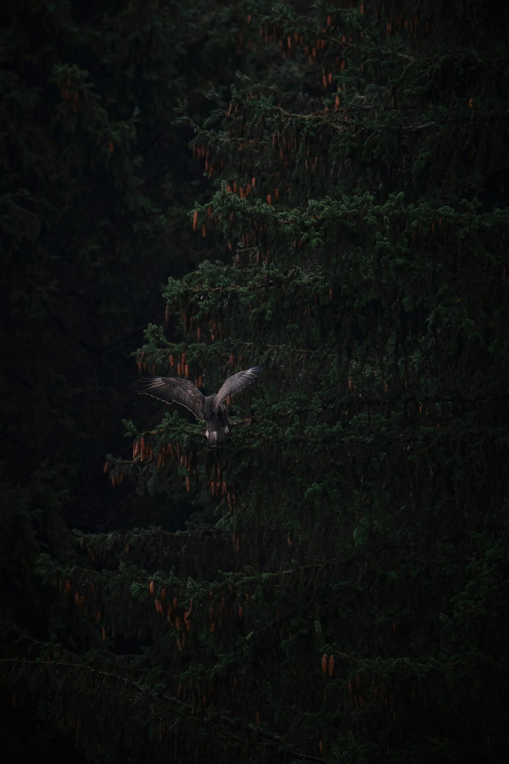 a large bird flying over a lush green forest