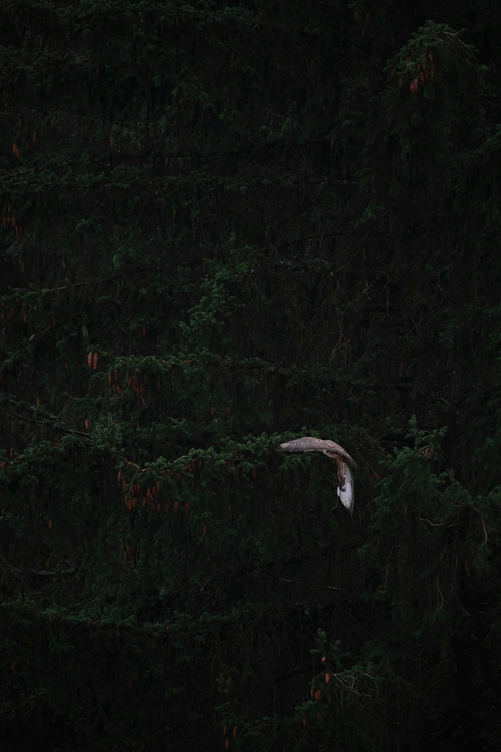 a white bird flying over a forest filled with trees