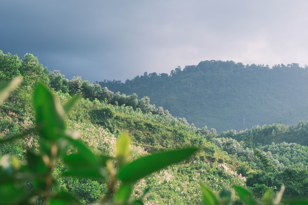 a lush green hillside covered in trees under a cloudy sky