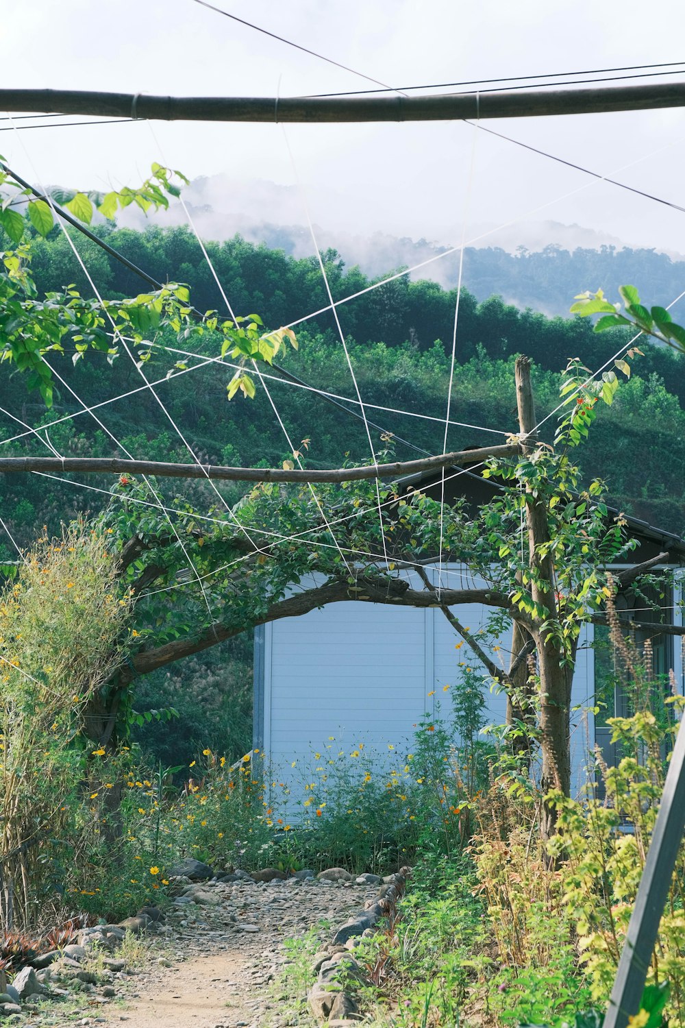 un chemin menant à un bâtiment au milieu d’une forêt