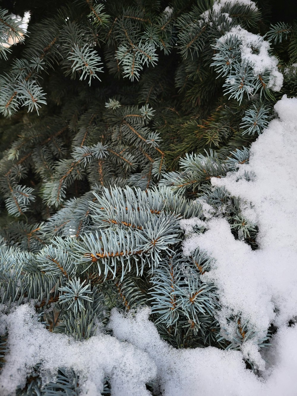 a close up of snow on a pine tree