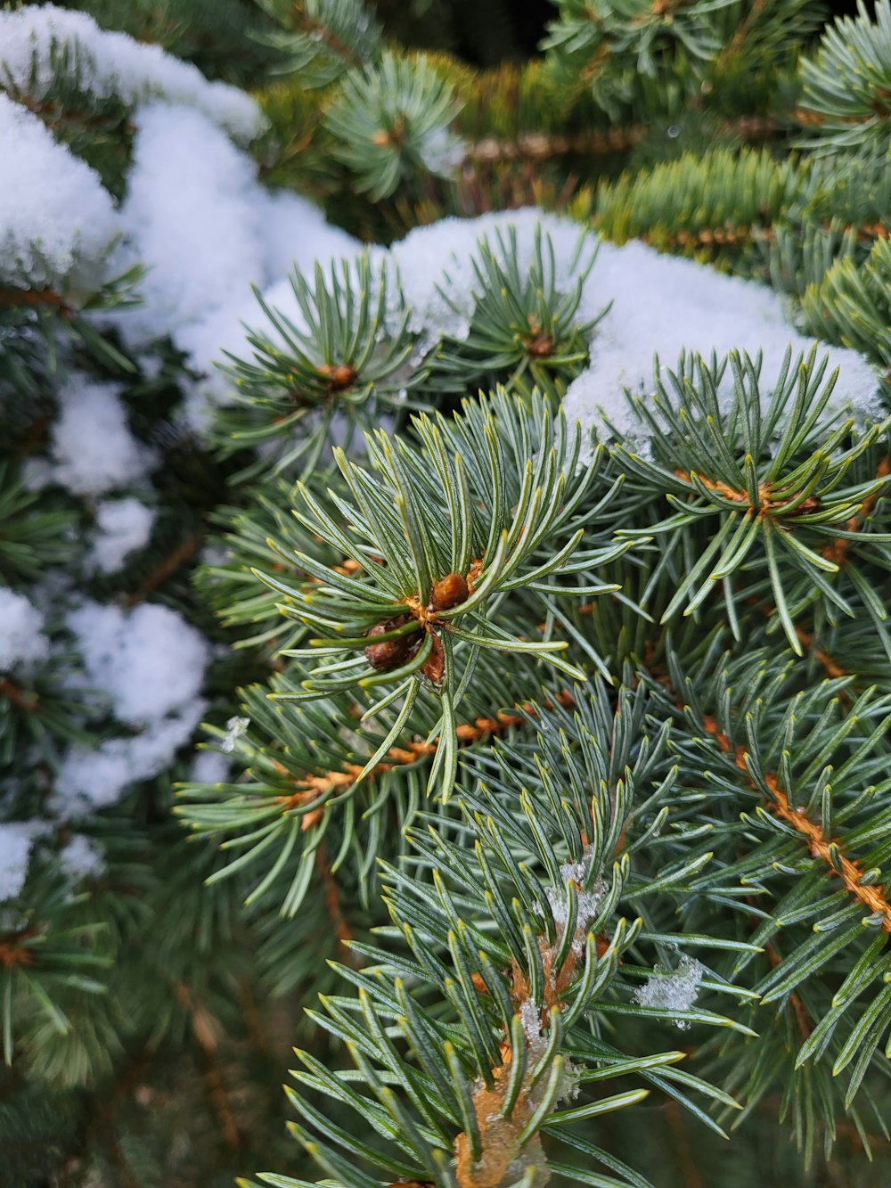 a close up of a pine tree with snow on it