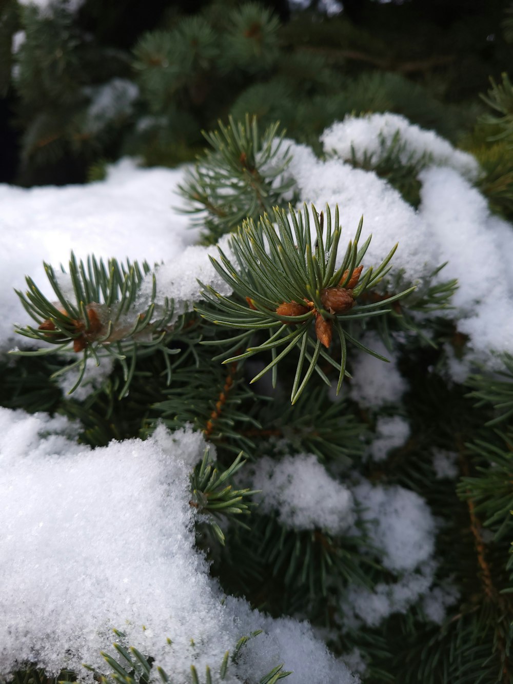 a close up of a pine tree with snow on it