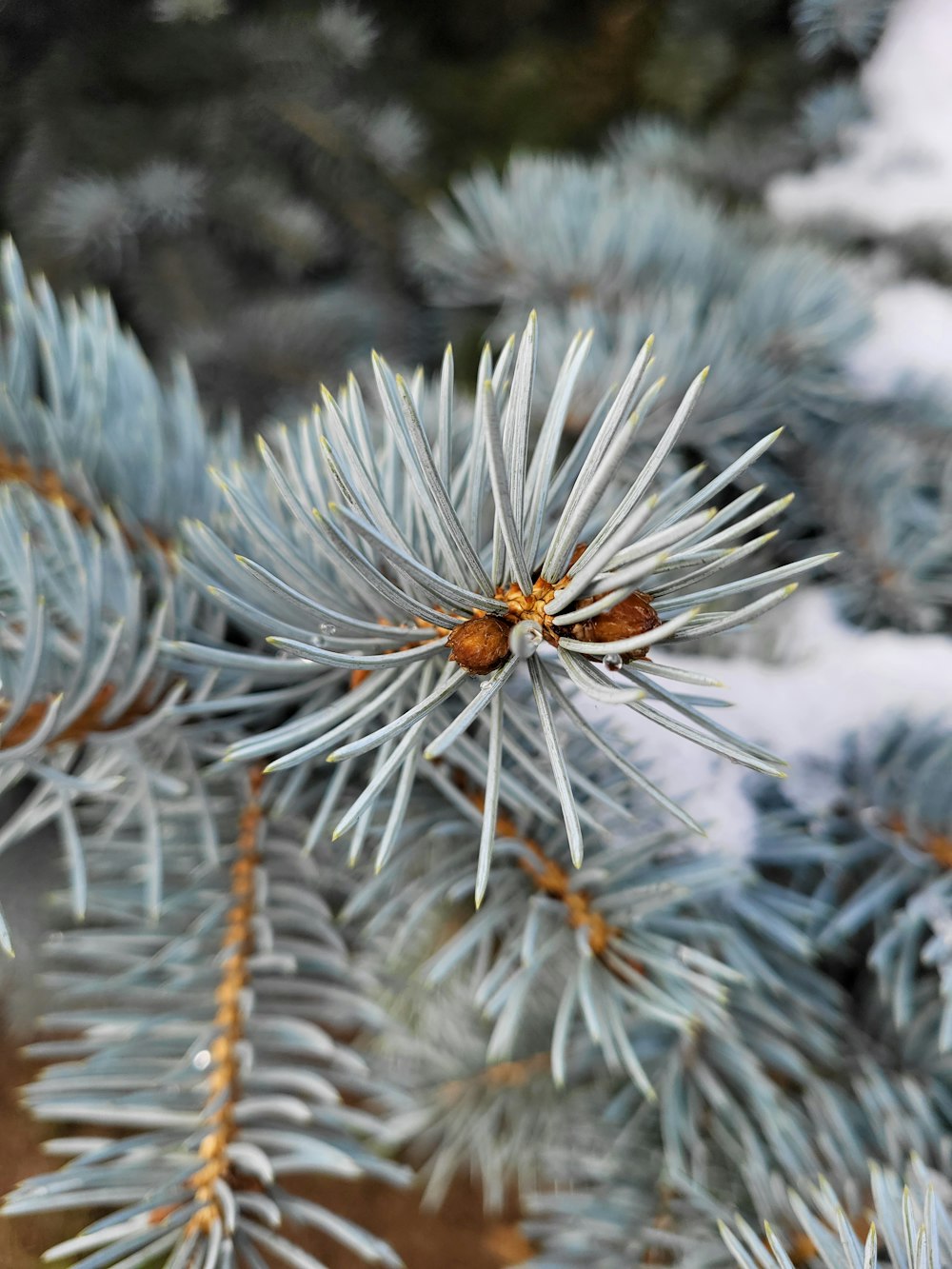 a close up of a pine tree branch